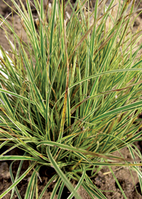 Carex elegantissima 'Variegata'